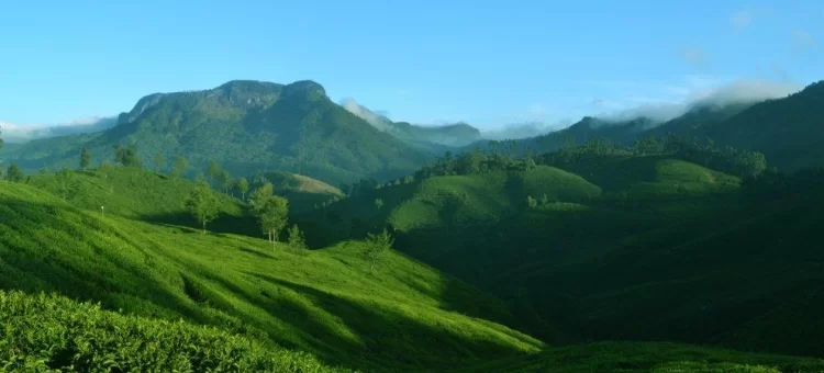 munnar-172.webp