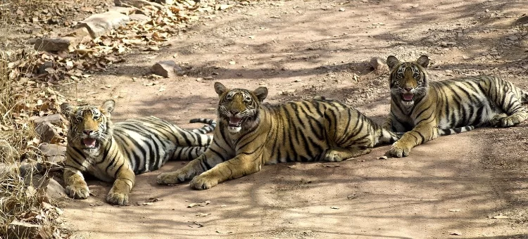 sawai_madhopur_ranthambore-504.webp