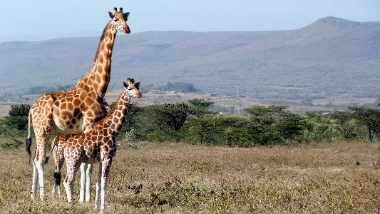 Kenya with Amboseli 6N