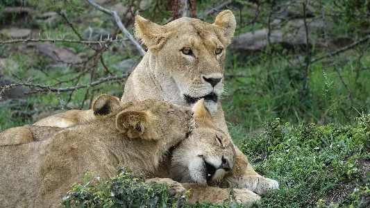 Kenya with Samburu 7N