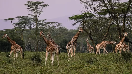 Kenya with Samburu Honeymoon 7N